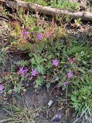 Erodium cicutarium