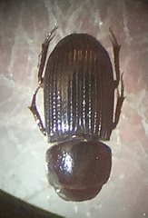 Ataenius picinus