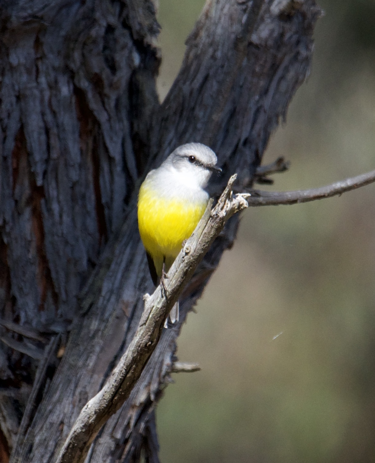 Western Yellow Robin (Eopsaltria griseogularis), photo 7