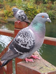 Columba livia domestica
