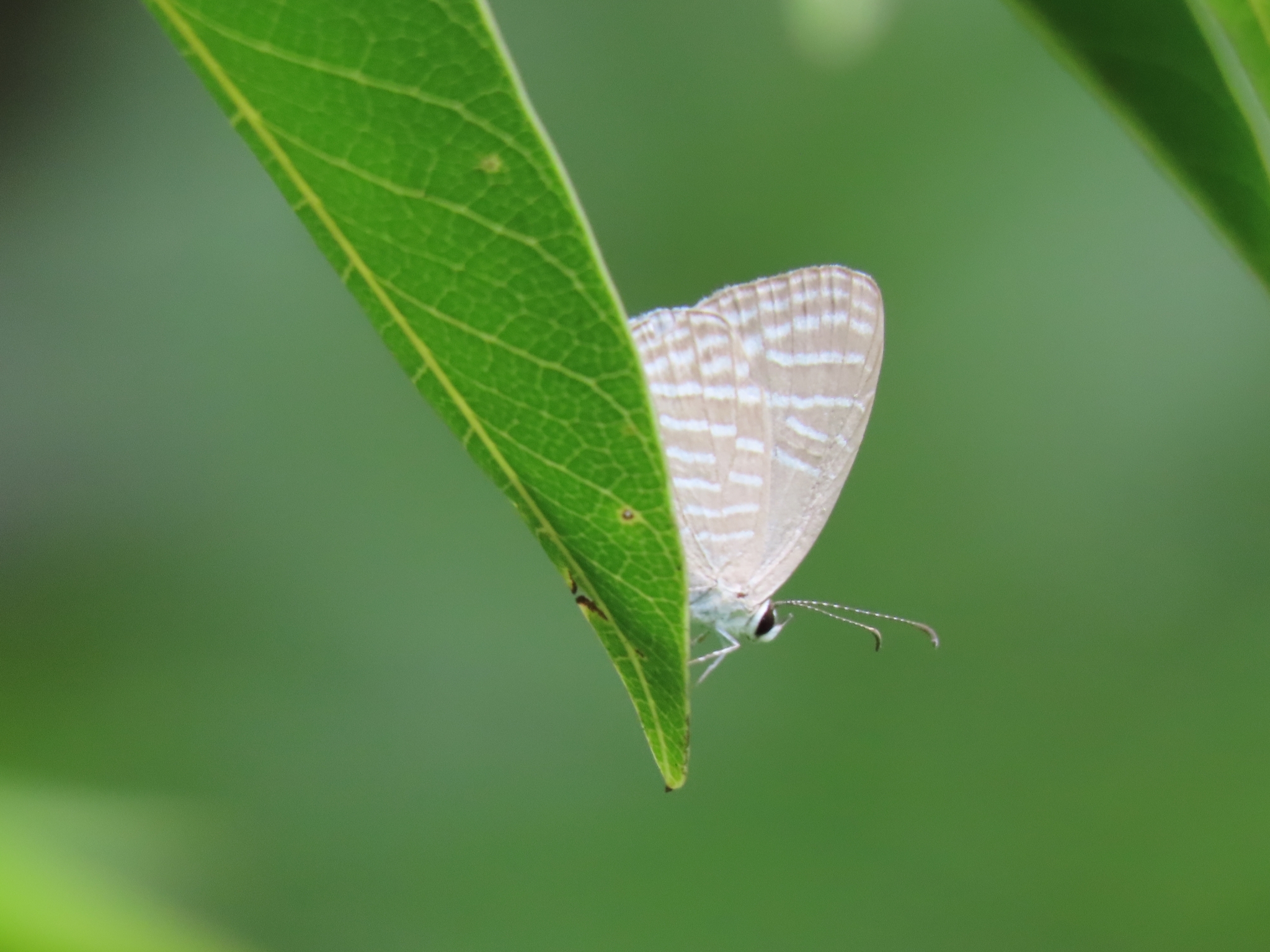 Common Cerulean