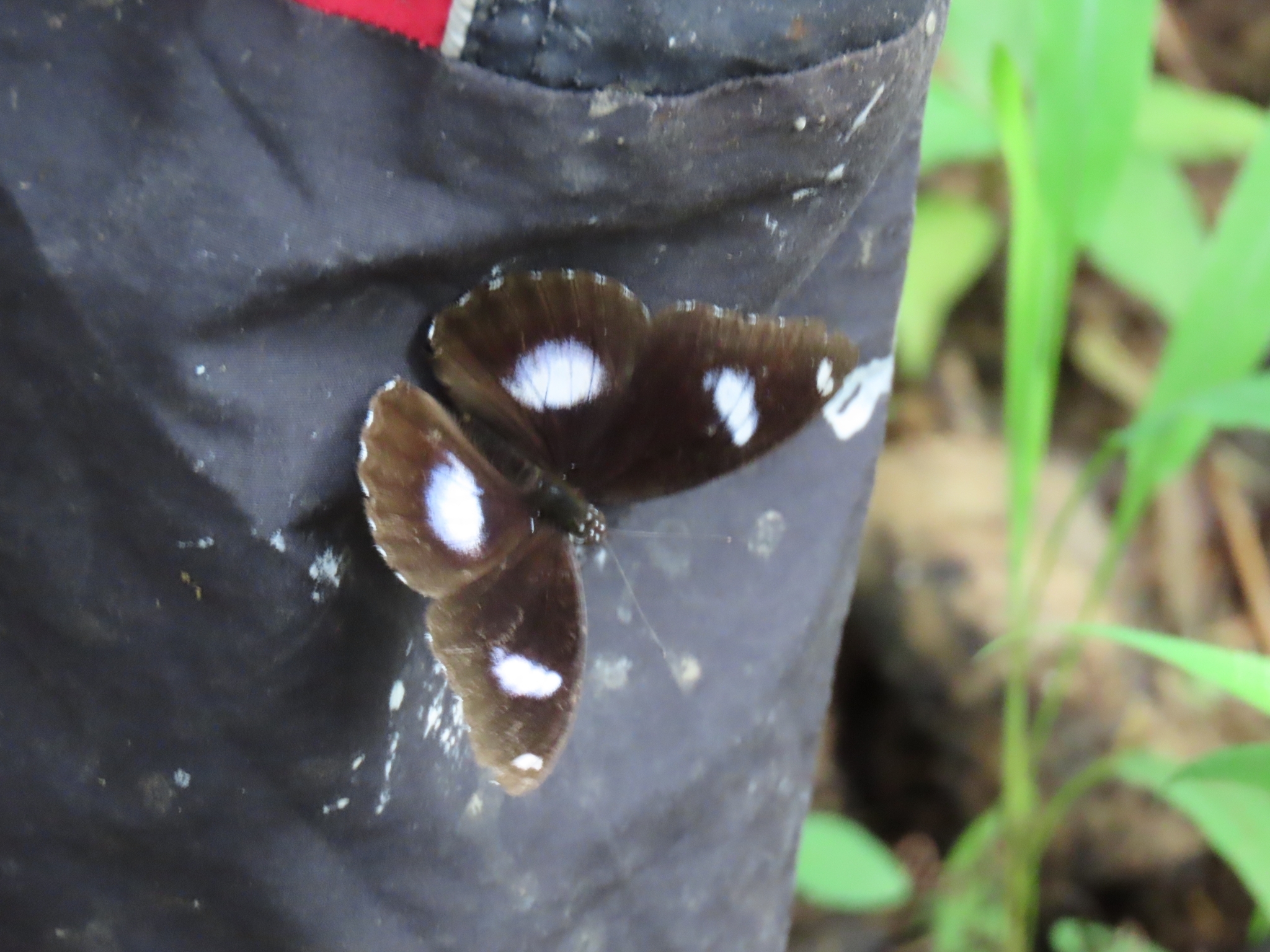 Great Eggfly