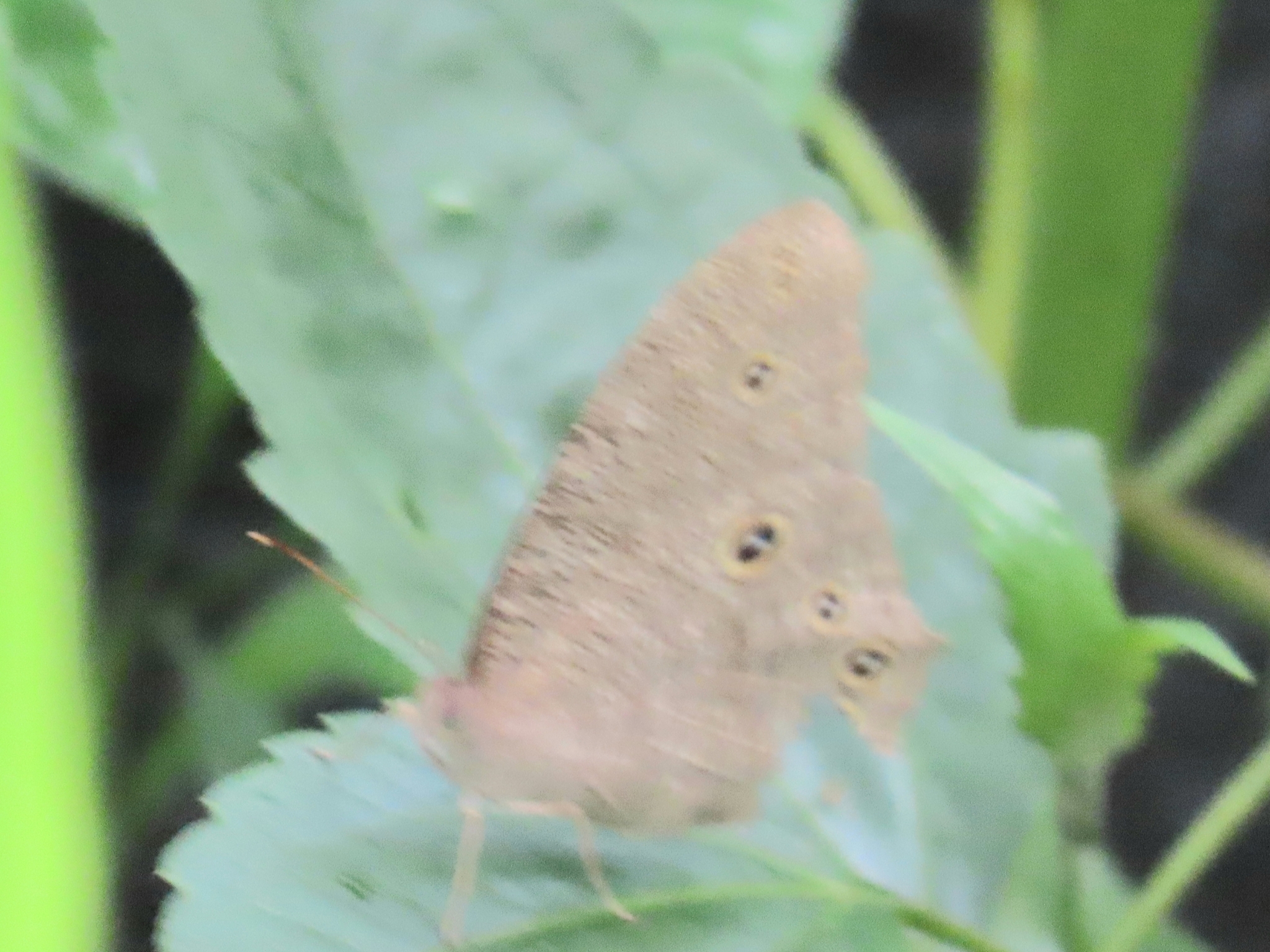 Common Evening Brown