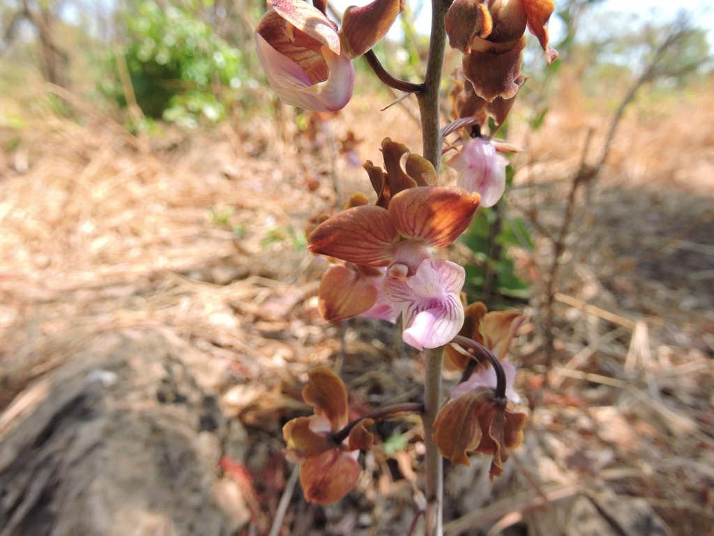 Eulophia gonychila