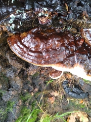 Fungi