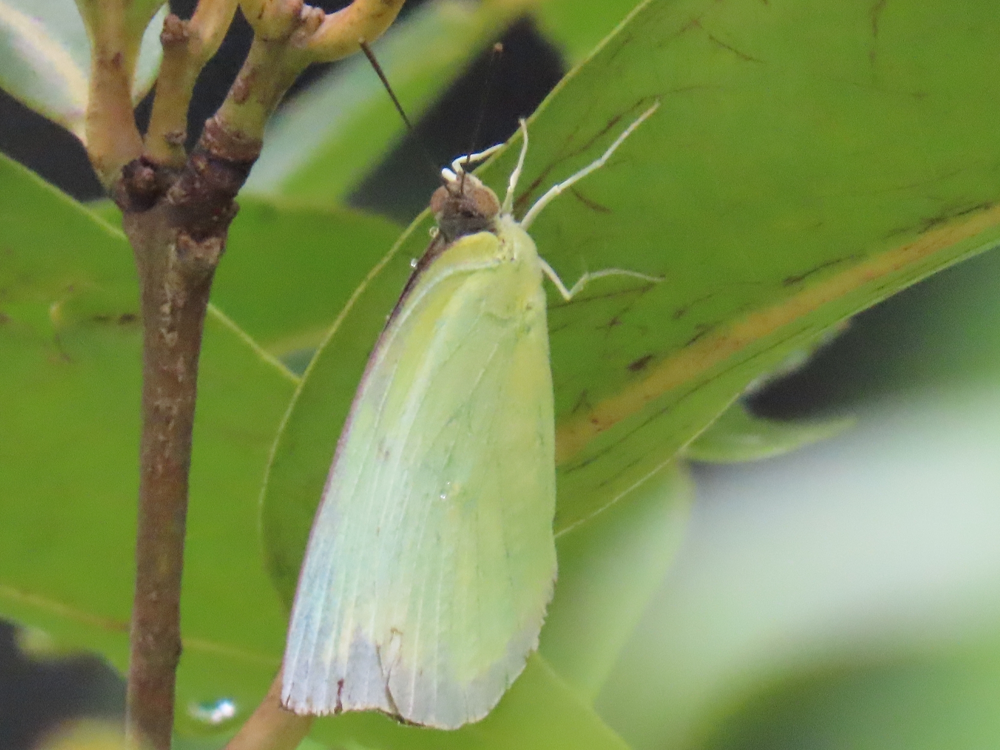 Lemon Emigrant
