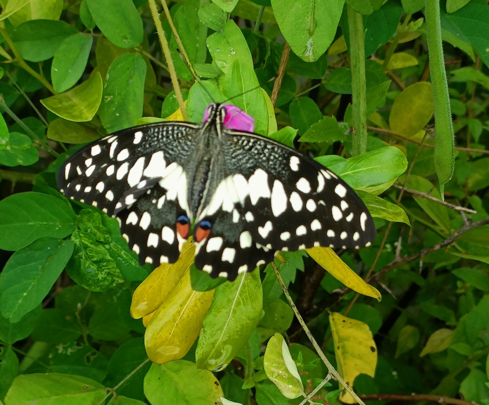 Lime Swallowtail