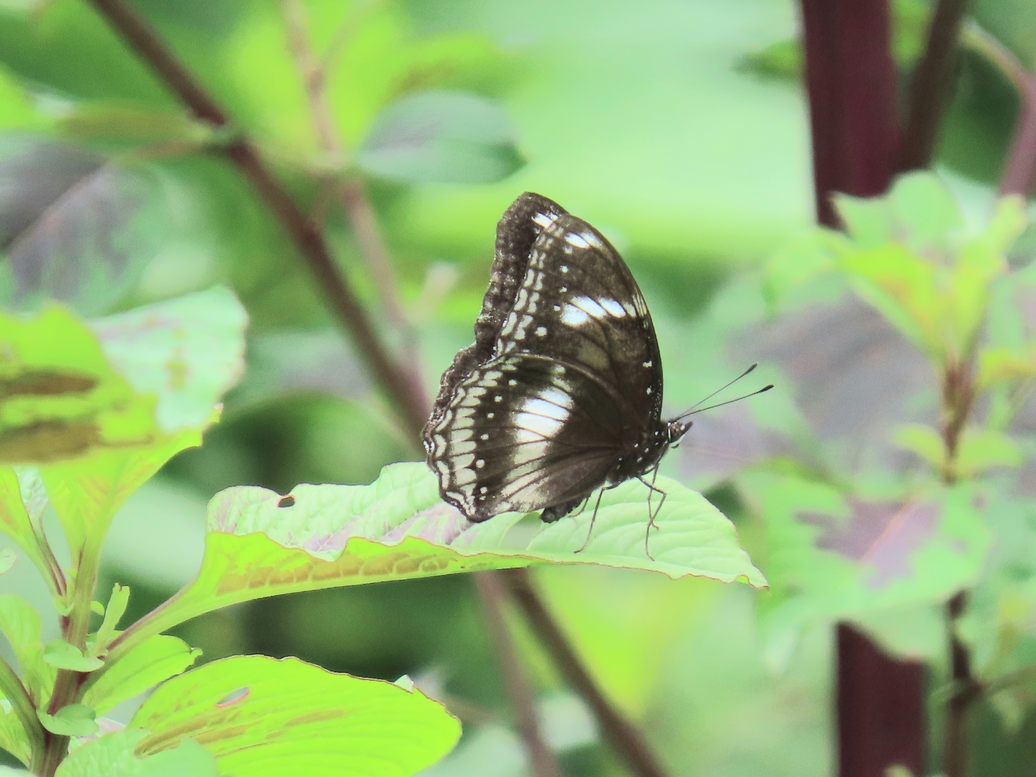 Great Eggfly