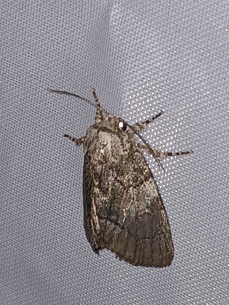 Broth Moth Brother Moth from Norman, OK 73071, USA on August 1, 2025 at 10:26 PM ...