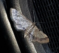 Idaea trypheropa