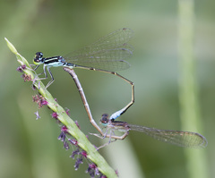 Ischnura capreolus