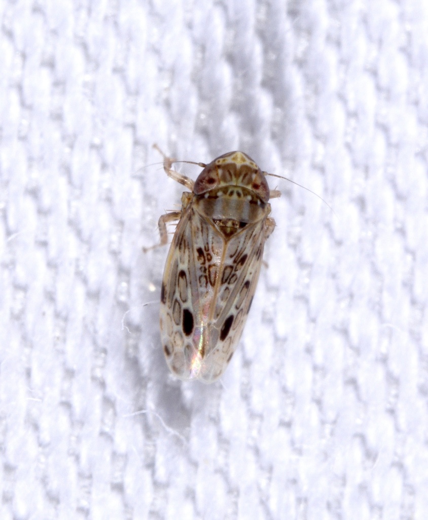 Polyamia satur