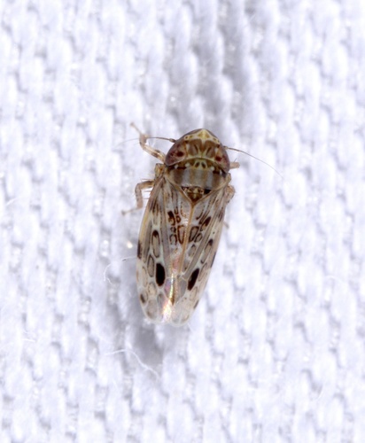 Polyamia satur