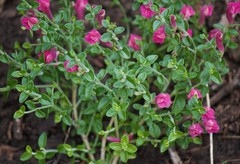 Scutellaria suffrutescens