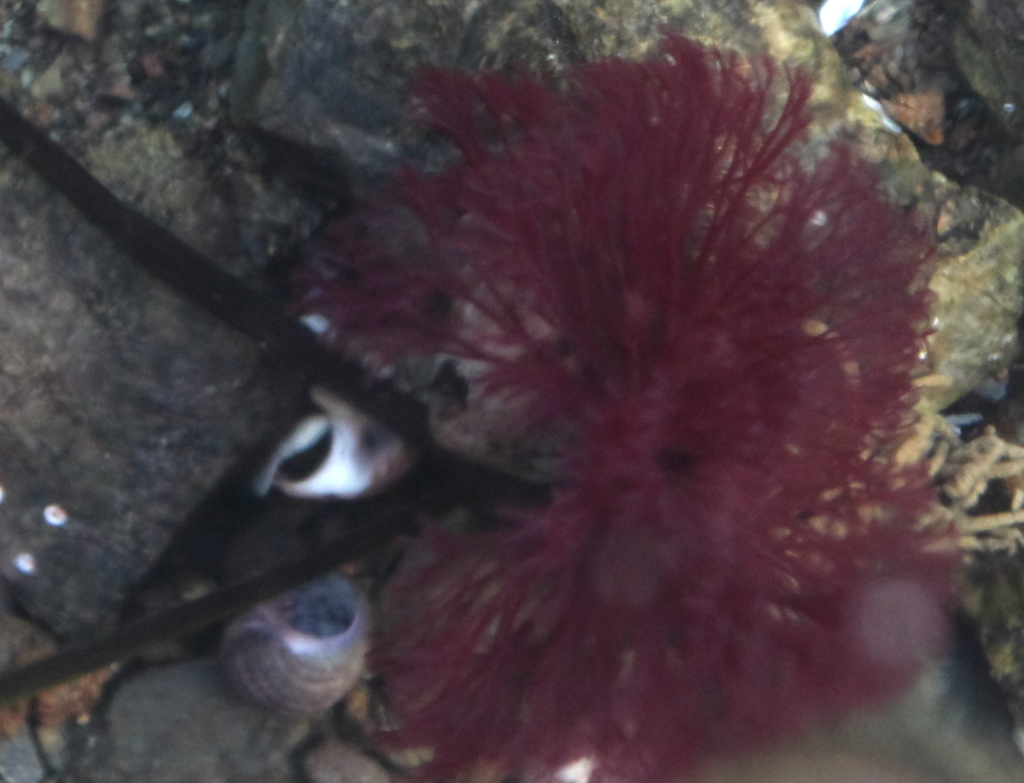 Split-branch Feather Duster Worm