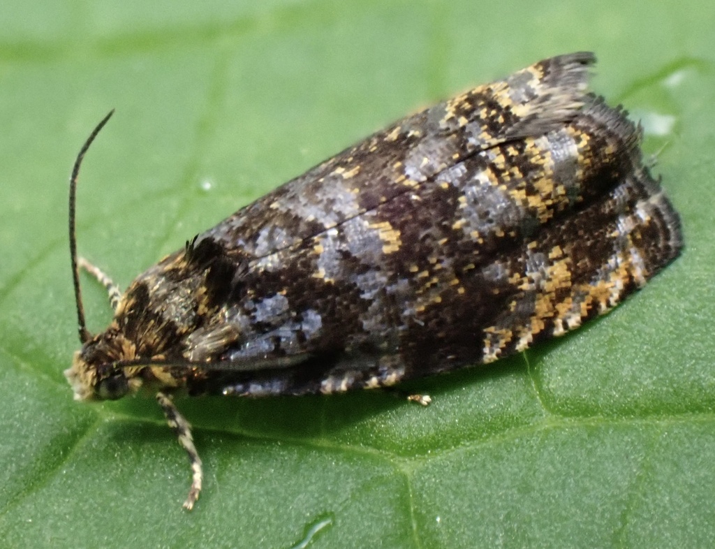 Pristerognatha fuligana