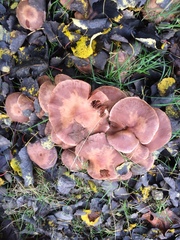 Fungi