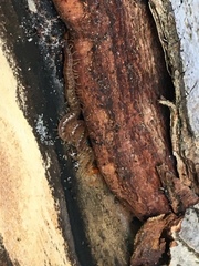 Schendyla nemorensis