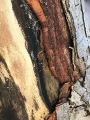 Schendyla nemorensis