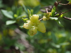 Menziesia multiflora longicalyx