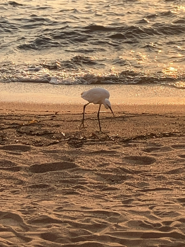 Little Egret