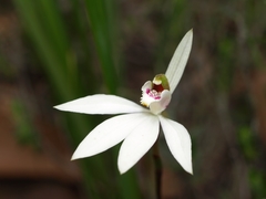Caladenia maritima