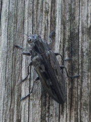 Chalcophora hondurasica