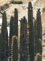 Corryocactus brevistylus