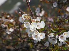 Prunus nipponica nipponica