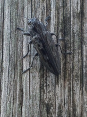 Chalcophora hondurasica