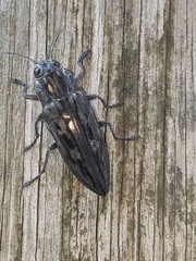 Chalcophora hondurasica