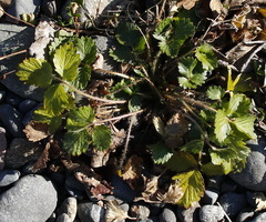 Potentilla fragiformis