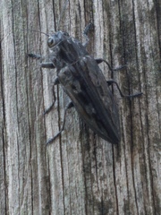 Chalcophora hondurasica