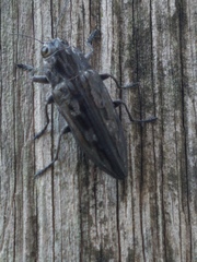 Chalcophora hondurasica