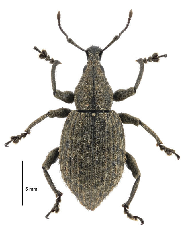 Oclandius