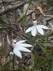 Caladenia maritima