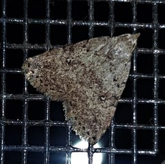 Tolpiodes oligolasia