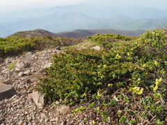 Juniperus communis nipponica