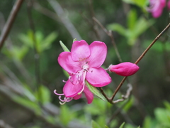 Rhododendron albrechtii
