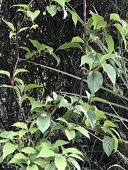 Schisandra arisanensis