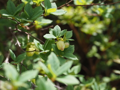 Menziesia multiflora longicalyx
