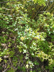 Menziesia multiflora longicalyx