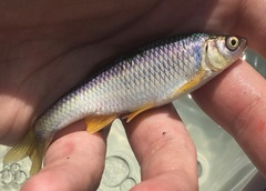 Cyprinella spiloptera