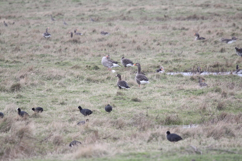 Lesser White-fronted Goose (Anser erythropus), photo 10