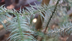 Cunninghamia lanceolata