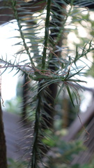 Cunninghamia lanceolata
