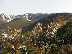 Prunus nipponica nipponica