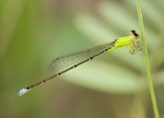 Ischnura capreolus