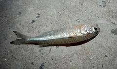 Atherinidae