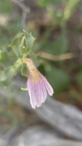 Small-beard Fanflower (Scaevola parvibarbata)